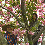 apple blossom festival